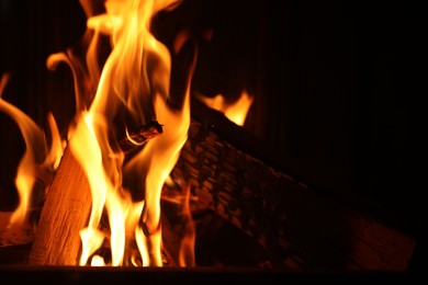 Photo of Bonfire with burning firewood on dark background, closeup. Space for text