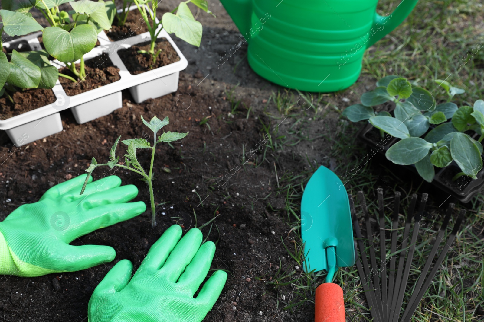 Photo of Woman wearing gardening gloves transplanting seedling from plastic container in ground outdoors, closeup