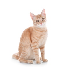 Adorable yellow tabby cat on white background