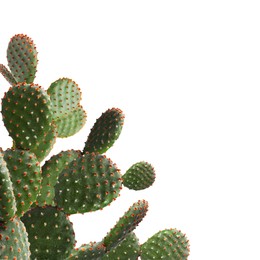 Image of Beautiful big green cactus on white background