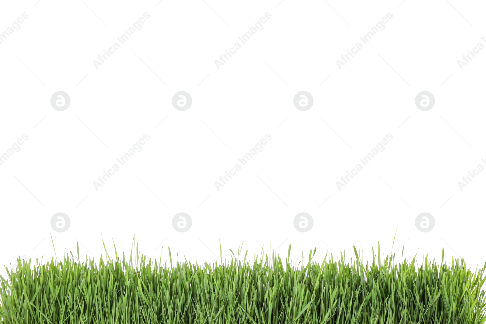 Photo of Fresh green grass on white background. Spring season