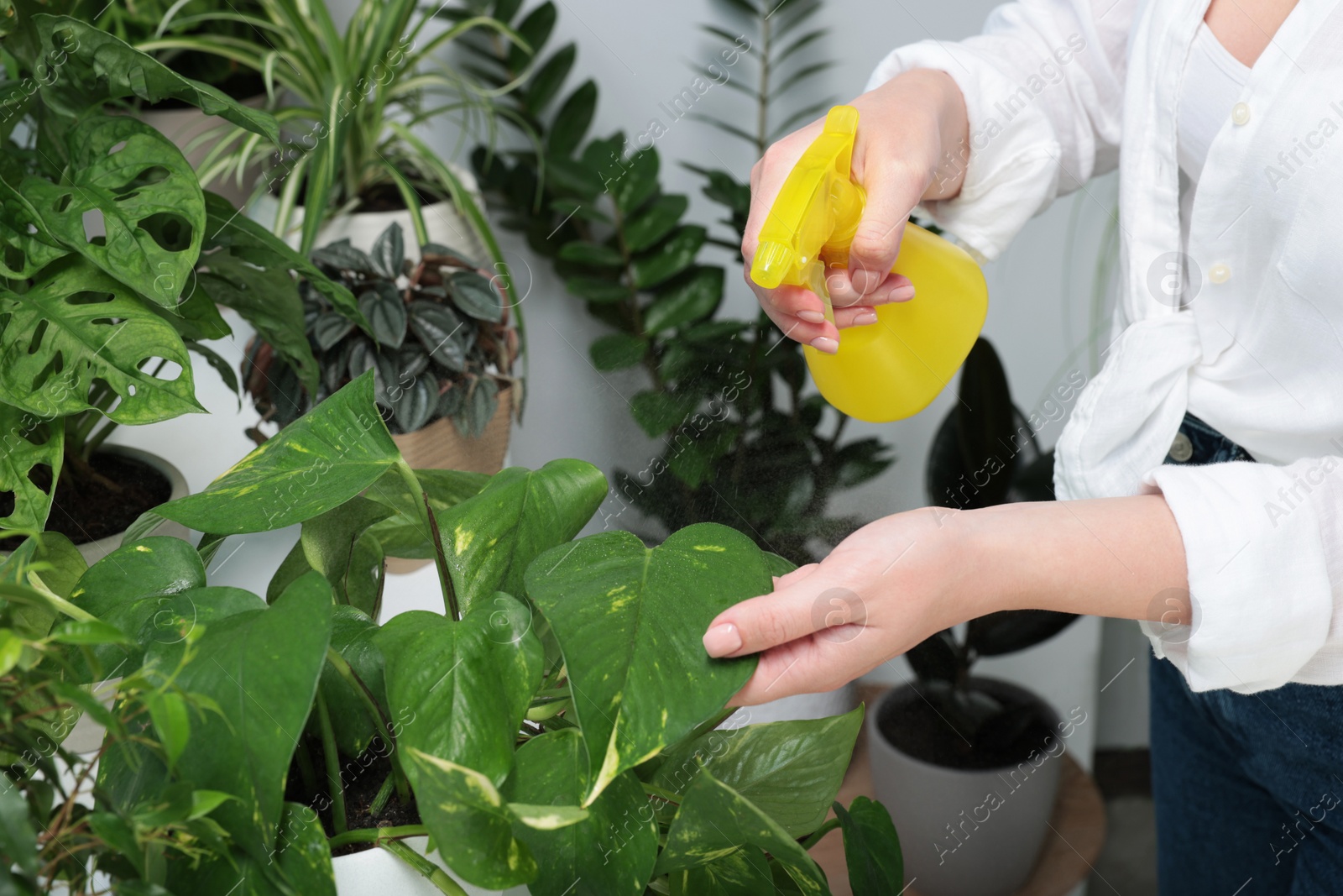 Photo of Woman spraying beautiful houseplants at home, closeup