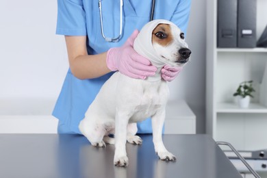Photo of Veterinarian applying bandage onto dog's head at table in clinic, closeup