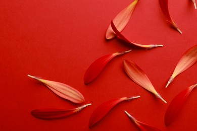 Beautiful fresh gerbera petals on red background, flat lay. Space for text