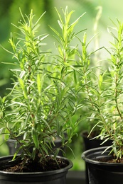 Photo of Pots with rosemary bushes on blurred background