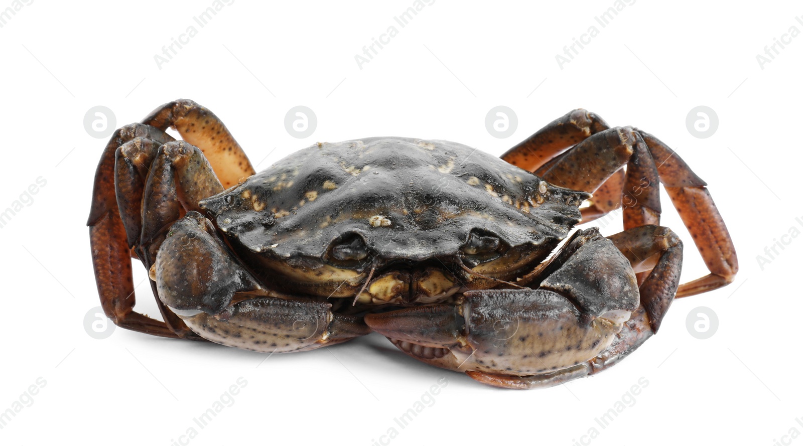 Photo of One fresh raw crab isolated on white