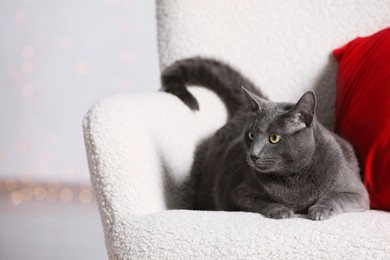 Photo of Cute cat on armchair indoors. Bokeh effect