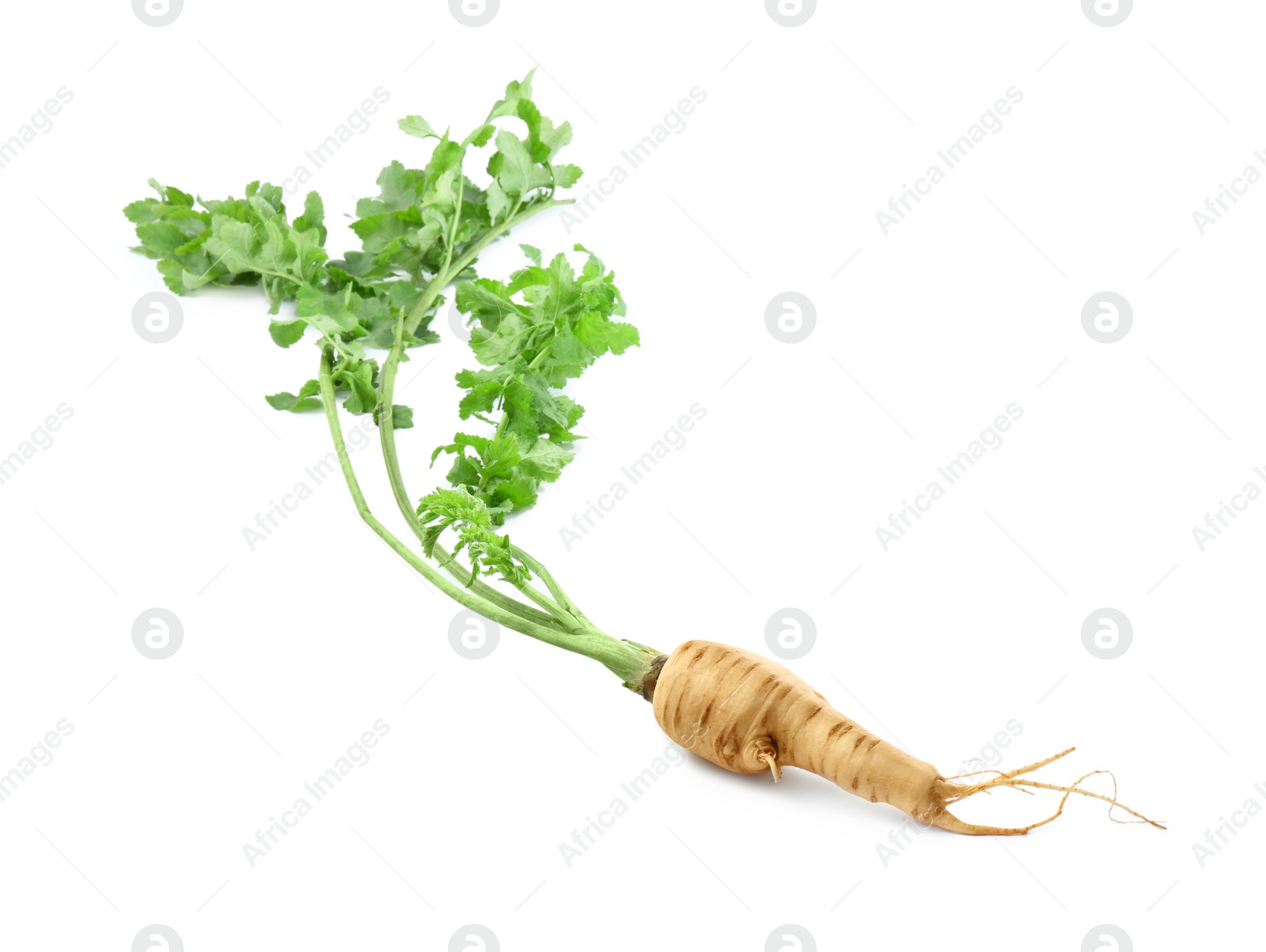 Photo of Tasty fresh ripe parsnip isolated on white