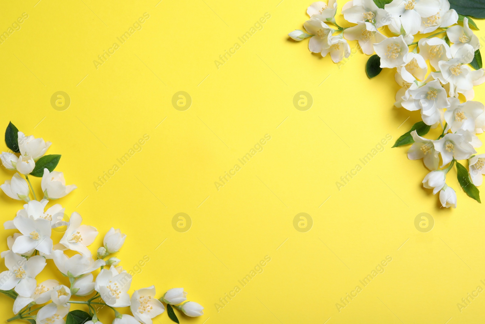 Photo of Beautiful jasmine flowers on yellow background, flat lay. Space for text