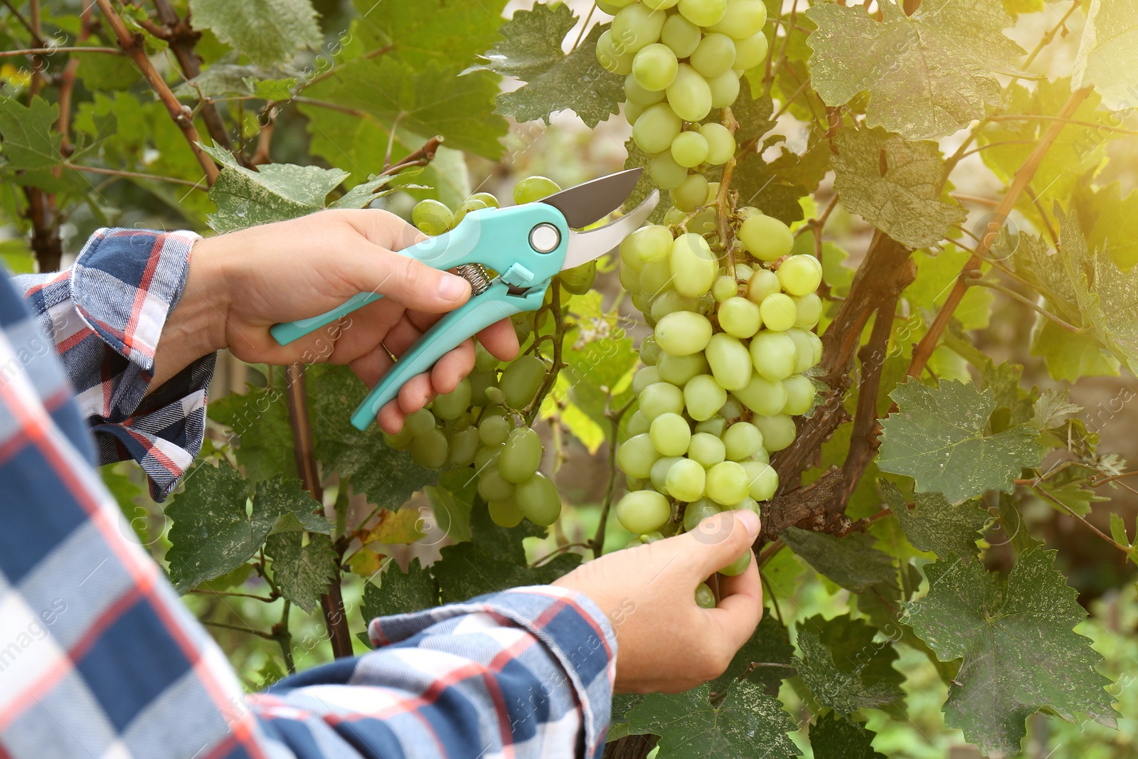 Photo of Farmer with secateurs picking ripe grapes in garden, closeup