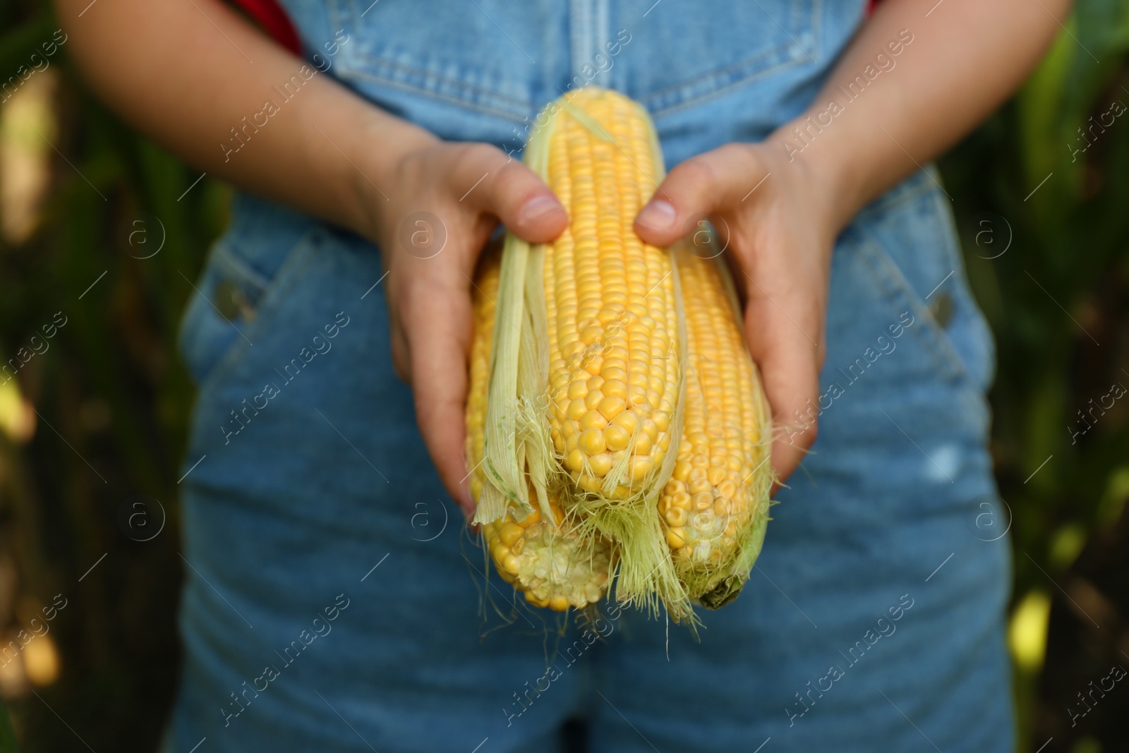 Photo of Woman holding fresh ripe corn on field, closeup