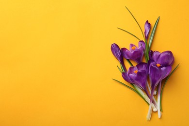 Beautiful purple crocus flowers on yellow background, flat lay. Space for text