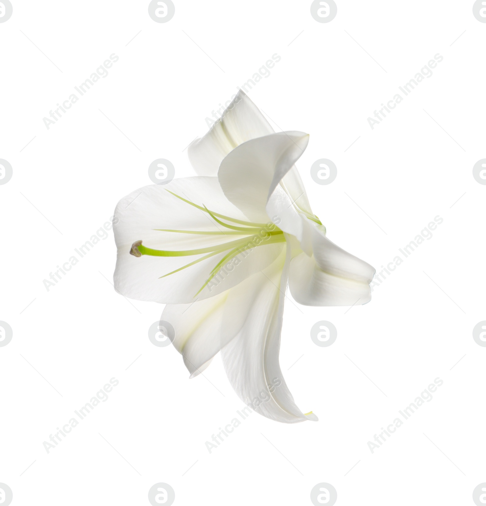 Photo of Beautiful fresh lily flower isolated on white