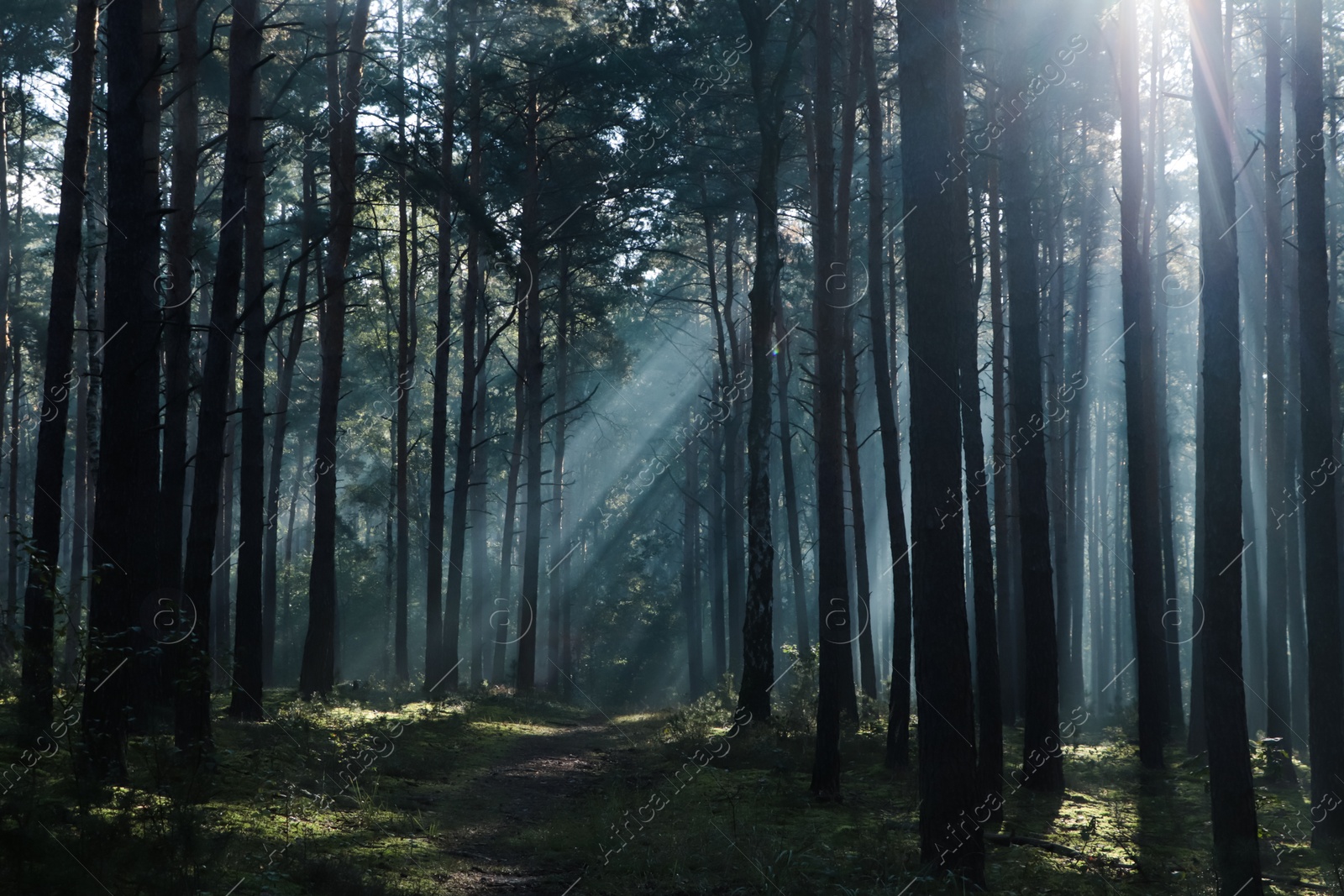 Photo of Majestic view of forest with sunbeams shining through trees in morning