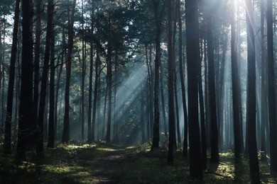 Photo of Majestic view of forest with sunbeams shining through trees in morning