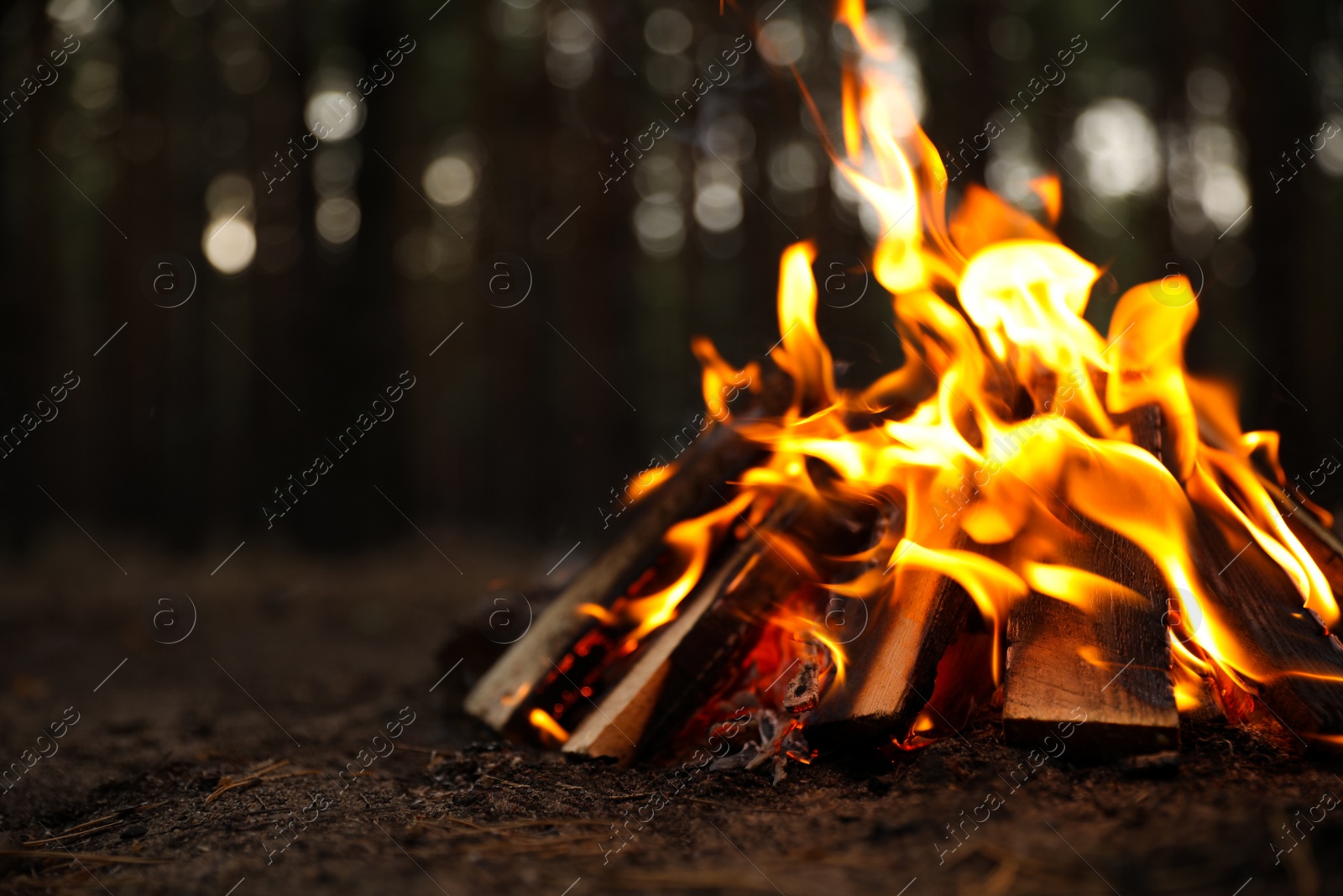 Photo of Beautiful bonfire with burning firewood in forest. Space for text