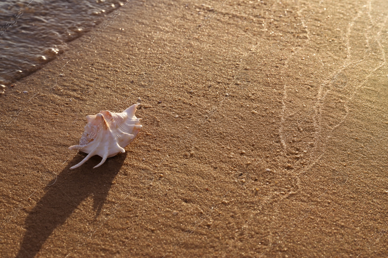 Photo of Sandy beach with beautiful shell near sea on sunny summer day. Space for text