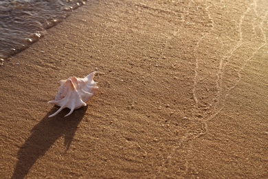 Sandy beach with beautiful shell near sea on sunny summer day. Space for text