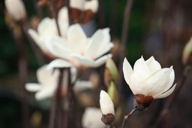 Photo of Closeup view of beautiful blooming magnolia tree outdoors. Space for text