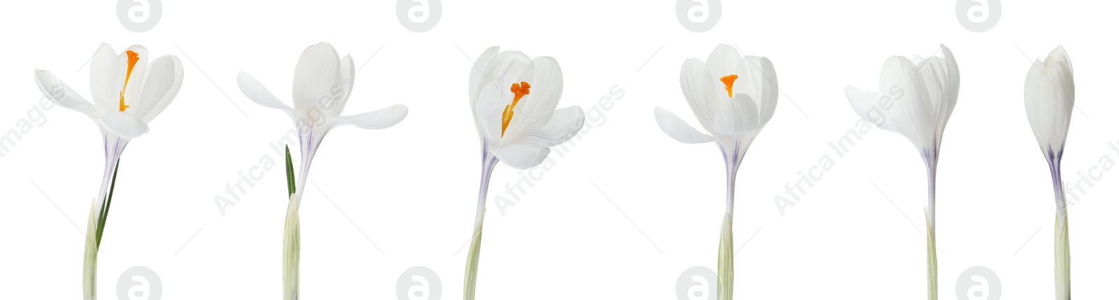 Image of Set of beautiful crocuses on white background, banner design. Spring flowers