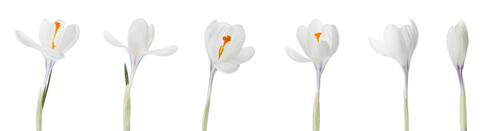 Set of beautiful crocuses on white background, banner design. Spring flowers