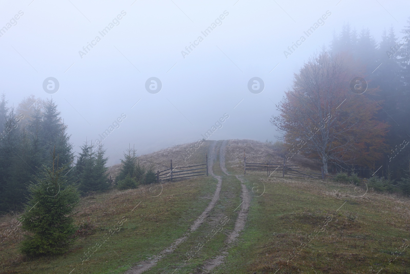 Photo of View of pathway and trees in morning. Beautiful foggy landscape