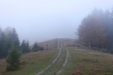 View of pathway and trees in morning. Beautiful foggy landscape