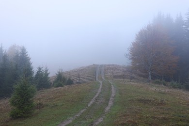 Photo of View of pathway and trees in morning. Beautiful foggy landscape