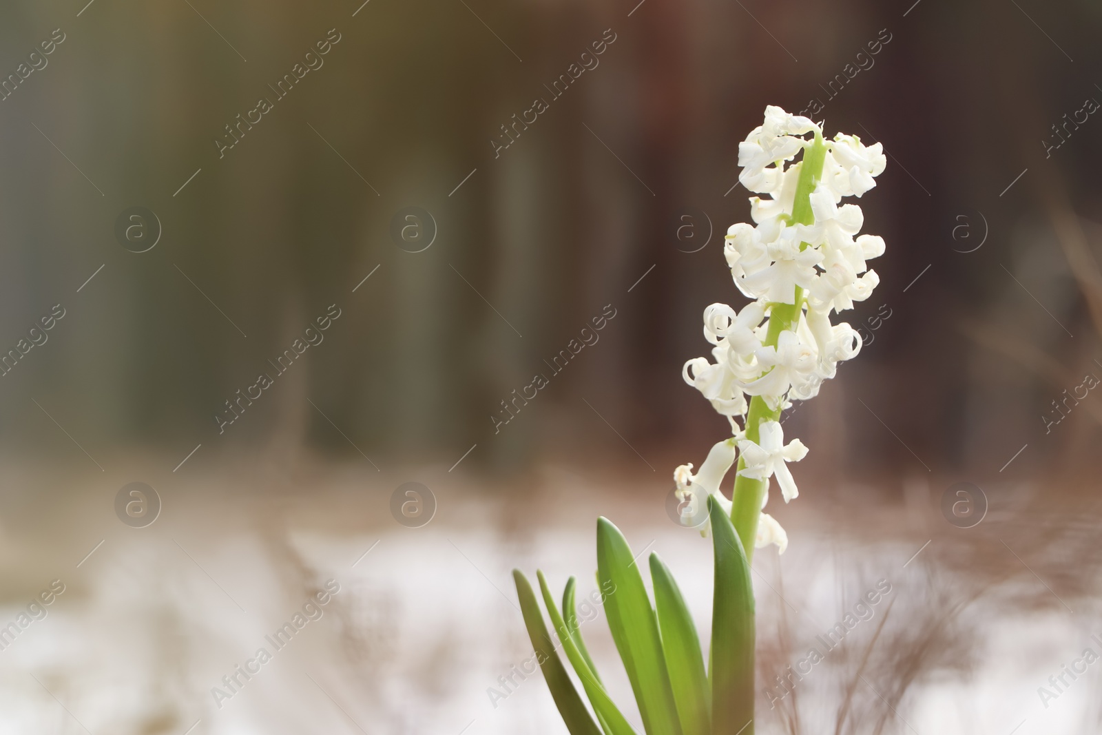 Photo of Beautiful white blooming hyacinth against blurred background, space for text. First spring flower