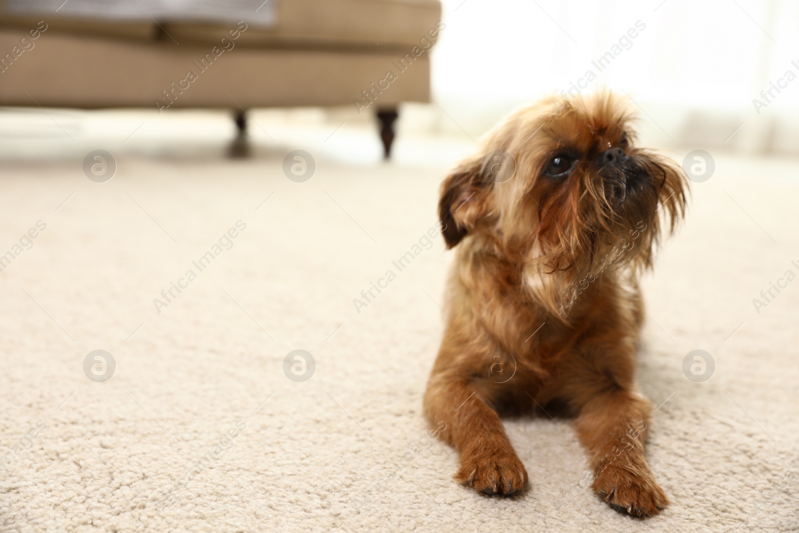 Photo of Portrait of funny Brussels Griffon dog on carpet at home. Space for text
