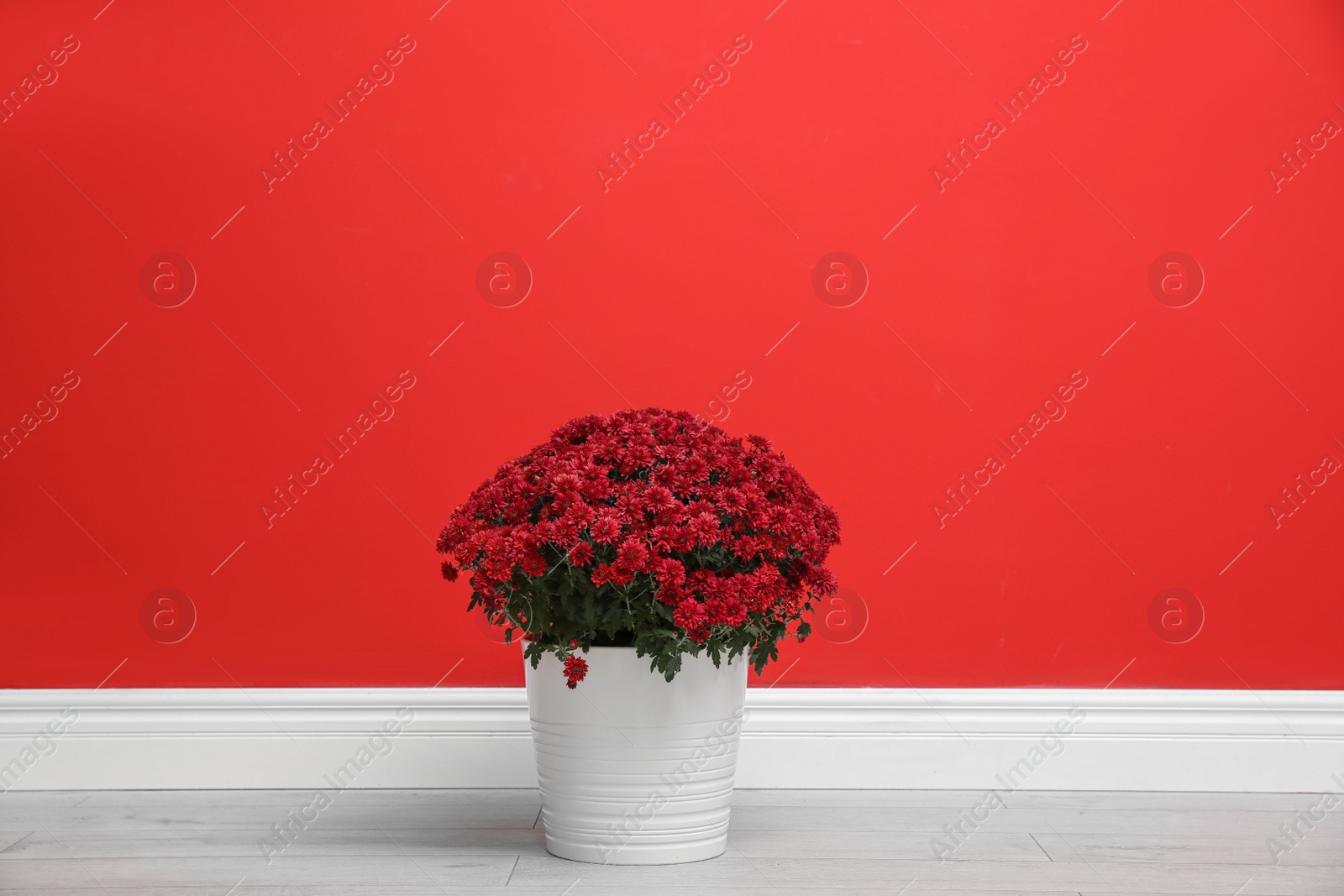 Photo of Pot with beautiful chrysanthemum flowers on floor against red wall. Space for text