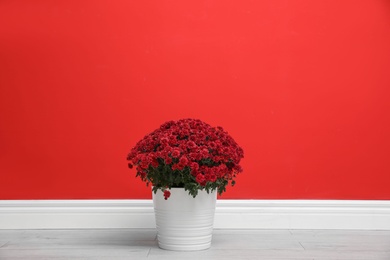 Photo of Pot with beautiful chrysanthemum flowers on floor against red wall. Space for text