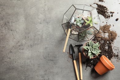 Photo of Home plants, pots and gardening tools on grey background, flat lay. Space for text