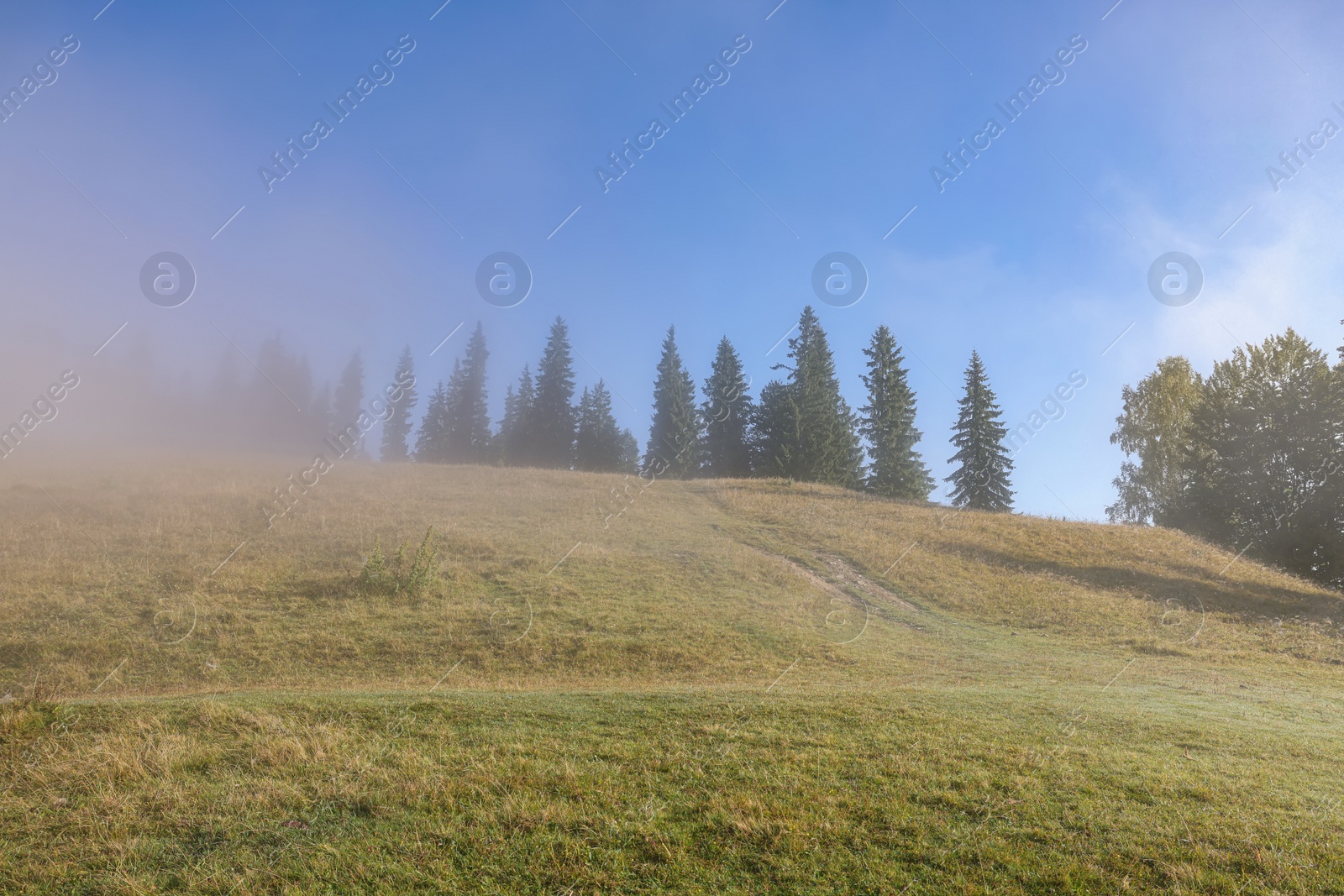 Photo of Trees growing on mountain hill in foggy morning