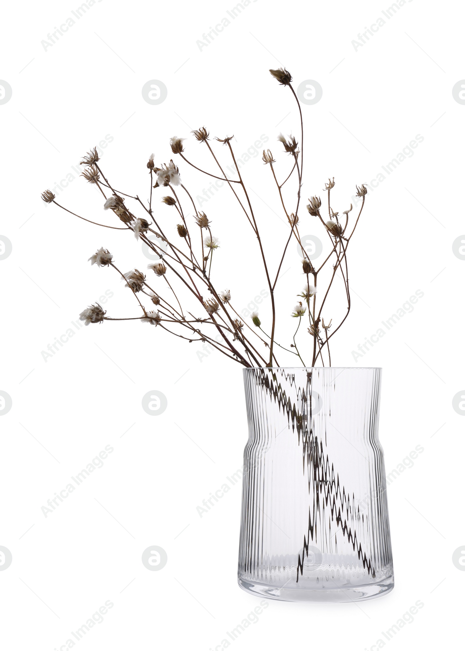 Photo of Beautiful plant in glass vase on white background