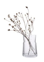 Beautiful plant in glass vase on white background