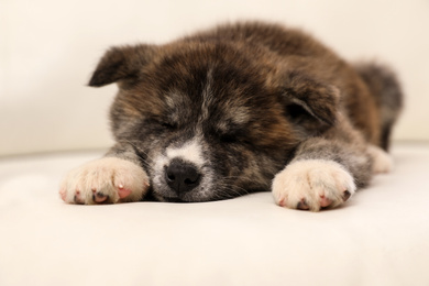 Photo of Akita inu puppy sleeping on sofa. Cute dog