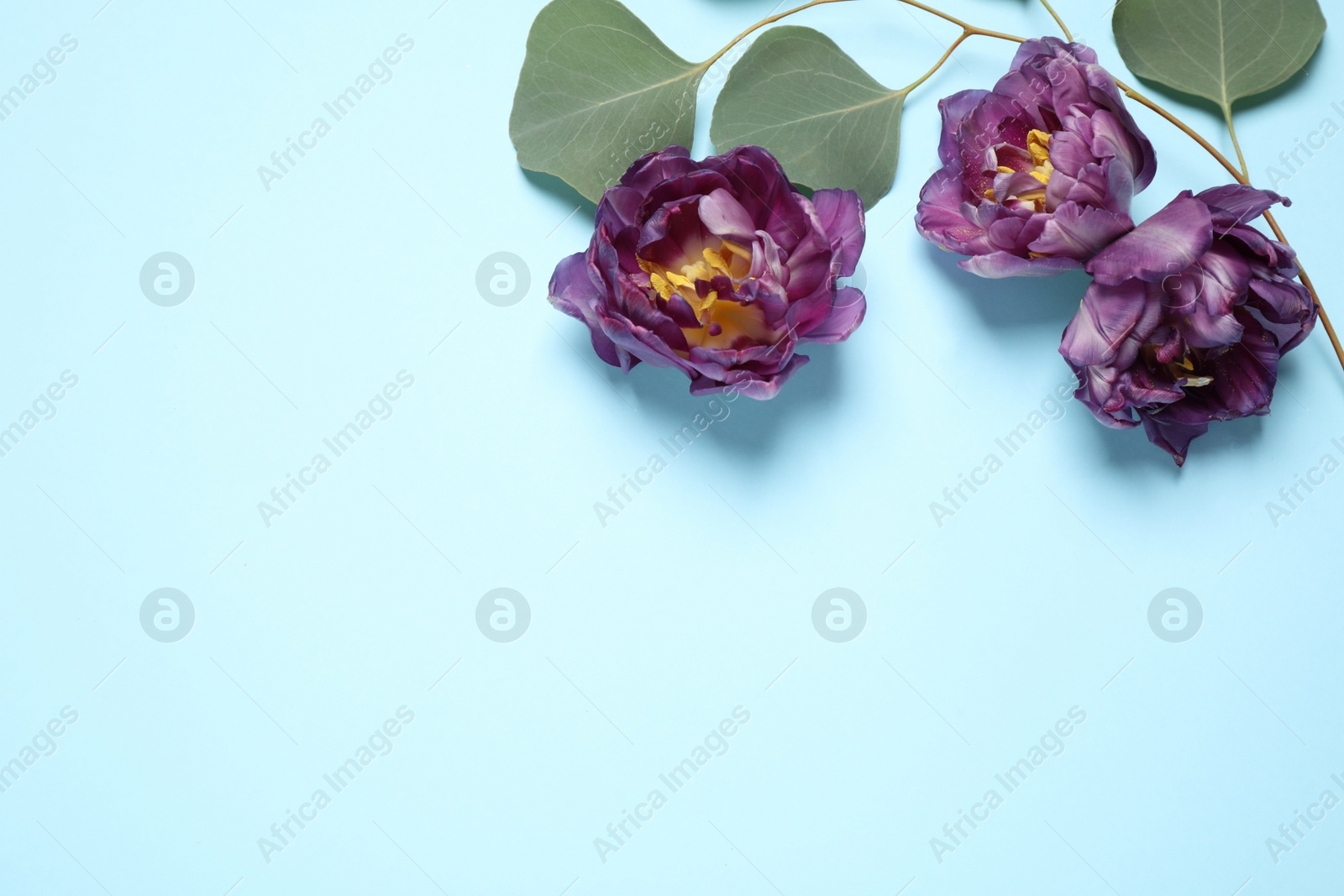 Photo of Floral composition with beautiful tulips on light blue background, flat lay. Space for text