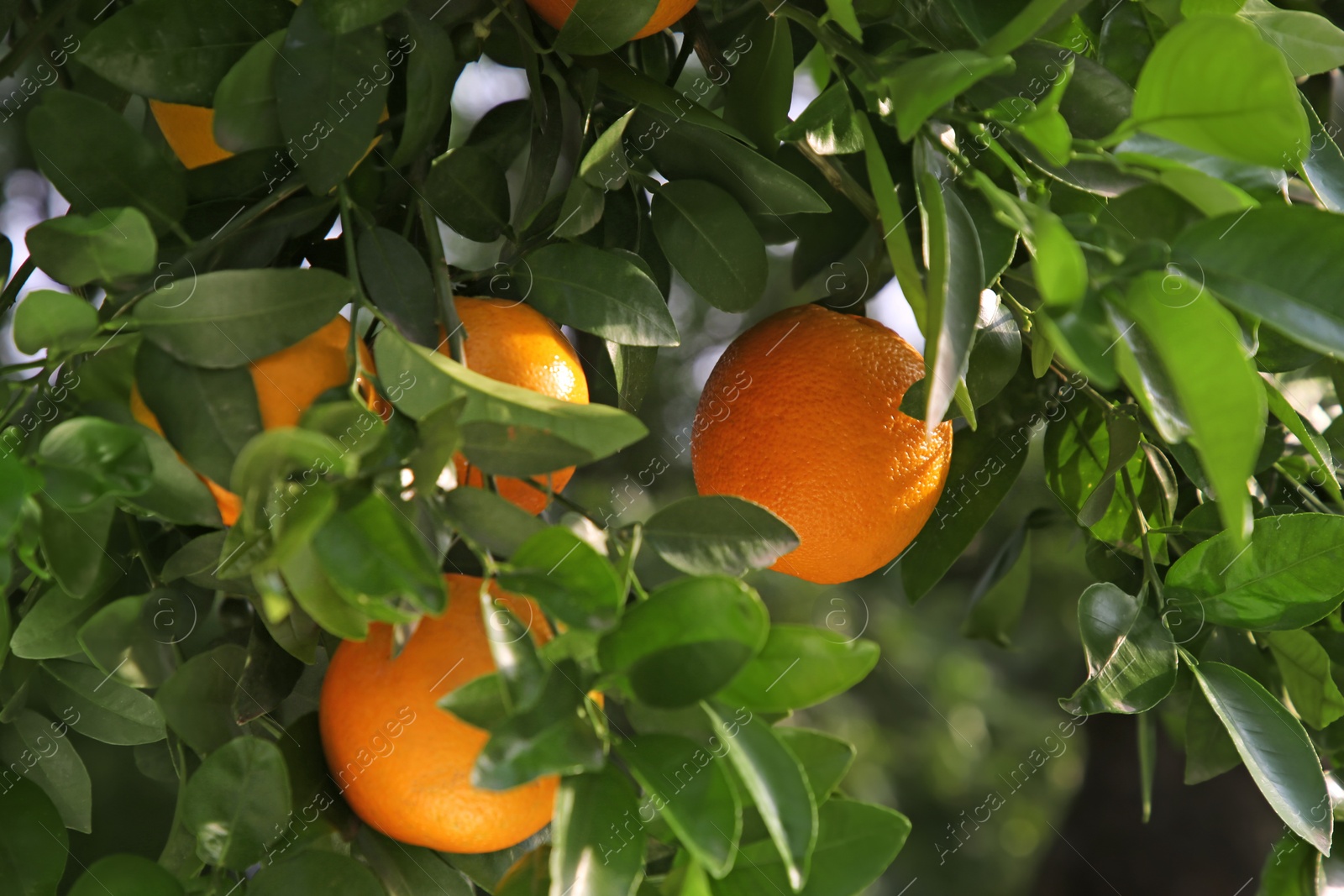 Photo of Oranges among green leaves on tree outdoors, closeup