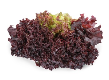 Head of fresh red coral lettuce isolated on white