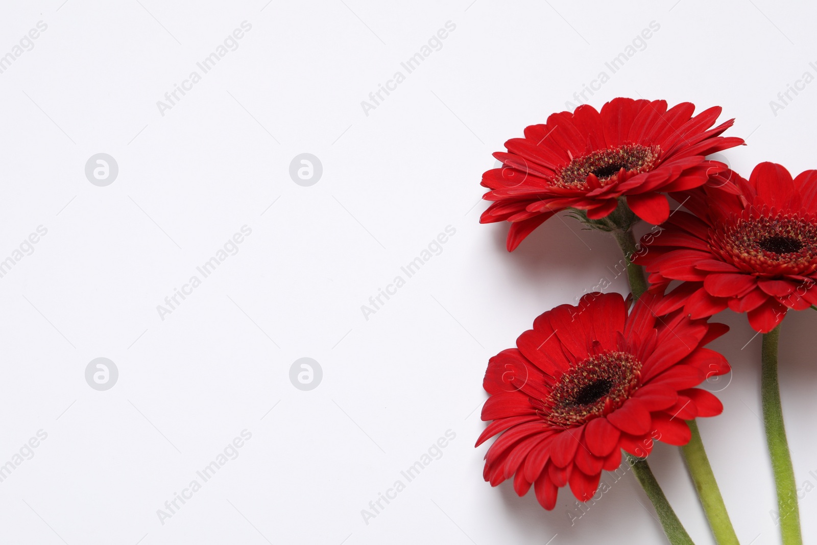 Photo of Beautiful red gerbera flowers on white background, top view