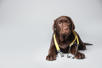 Cute Labrador dog with stethoscope as veterinarian on light grey background. Space for text