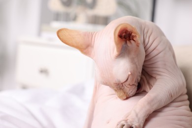 Photo of Adorable Sphynx cat on bed at home, closeup with space for text. Lovely pet