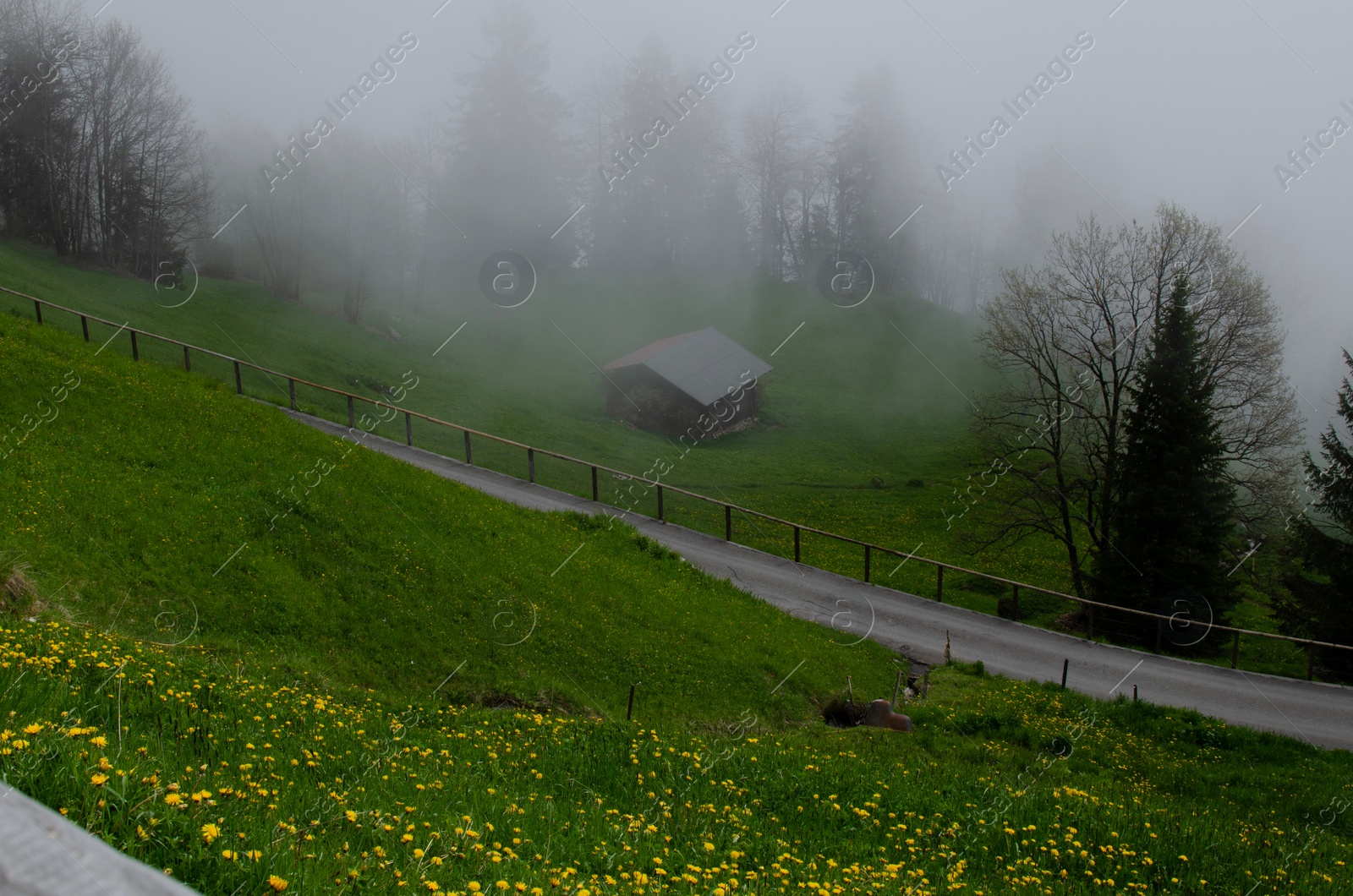 Photo of Picturesque view of valley with plants and trees covered by fog in mountains