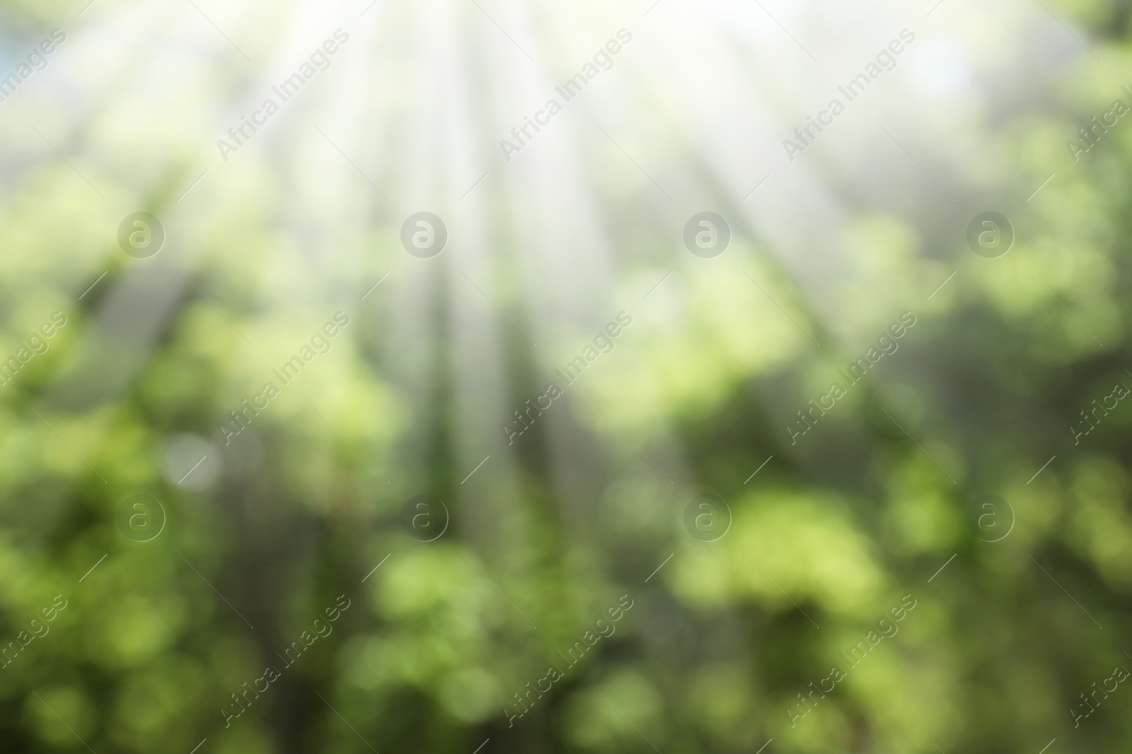 Photo of Blurred view of abstract green background. Bokeh effect