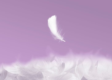 Image of Fluffy bird feather falling on violet background