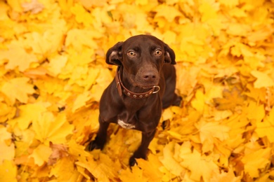 Cute German Shorthaired Pointer in park on autumn day, above view