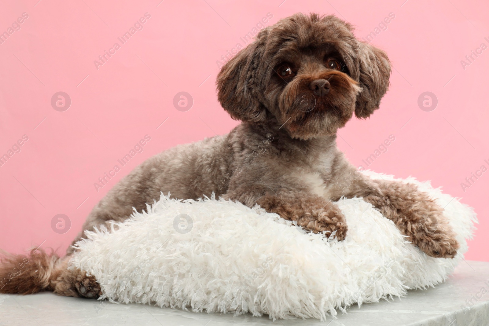 Photo of Cute Maltipoo dog with pillow resting on grey table against pink background. Lovely pet