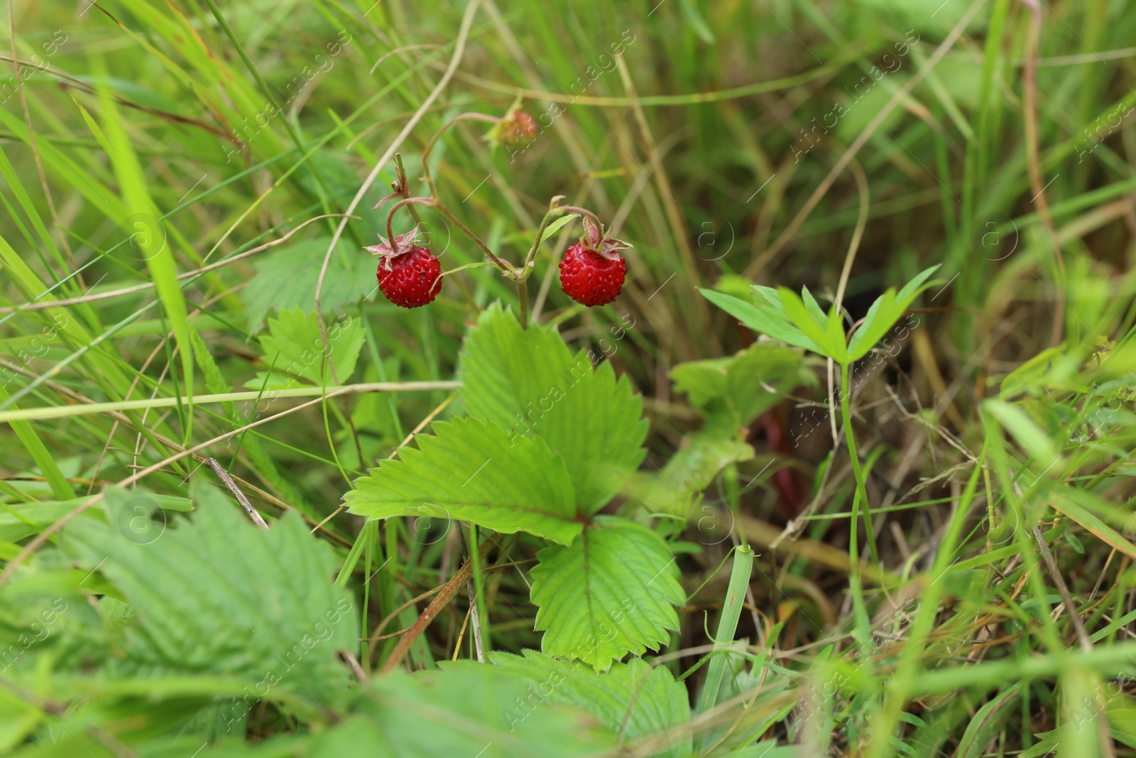 Photo of Small wild strawberries growing outdoors on summer day