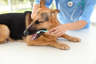 Photo of Doctor cleaning dog's teeth with toothbrush indoors. Pet care